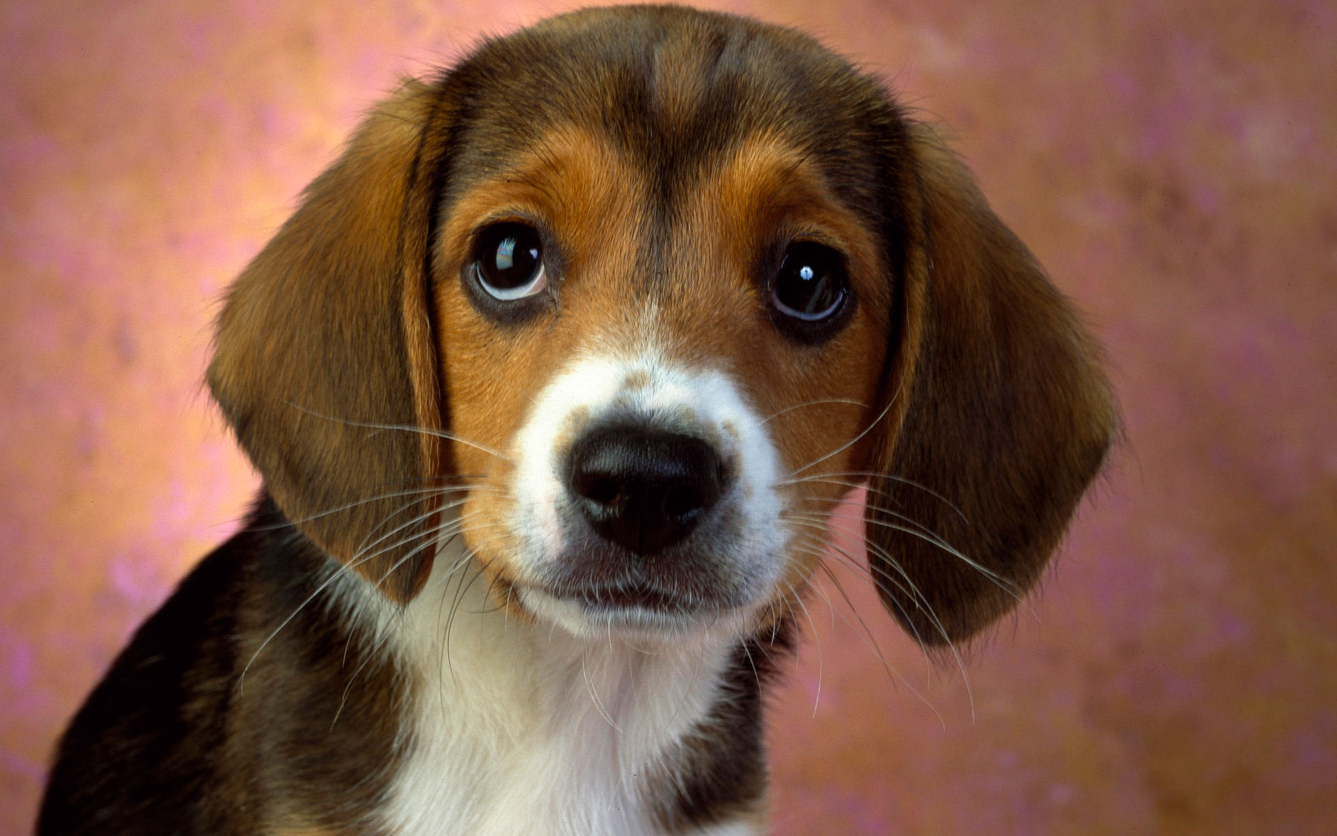 Puppy Eyes Beagle8909311602